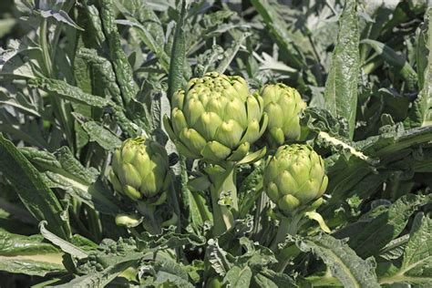 Growing and Caring for Artichoke Plants