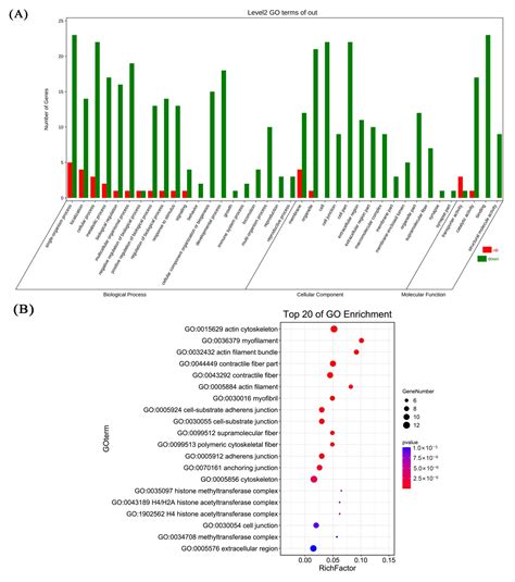 IAG Regulates the Expression of Cytoskeletal Protein-Encoding Genes in ...