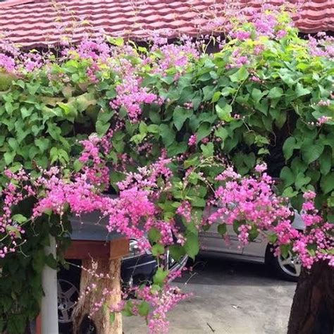 Jual Bibit Tanaman Bunga Air Mata Pengantin Rambat Cantik - Jakarta ...