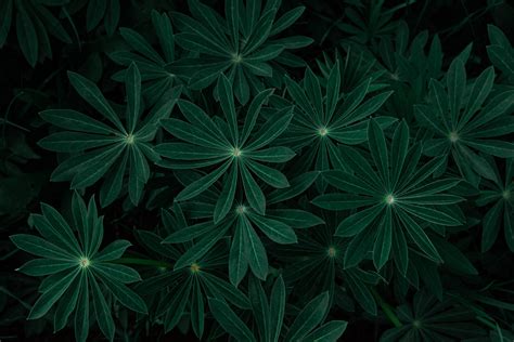 Free Dark Green Wallpaper Downloads, [200+] Dark Green Wallpapers for ...