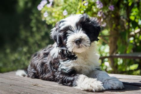 Tibet Terrier | Tibetan terrier puppy, Tibetan terrier, Terrier