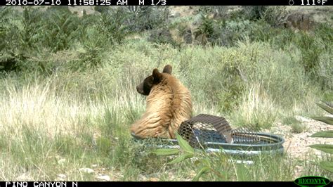 Deep Learning Model Animal Behvaior 的图像结果