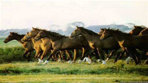 Horses Wallpapers Free - Wallpaper Cave