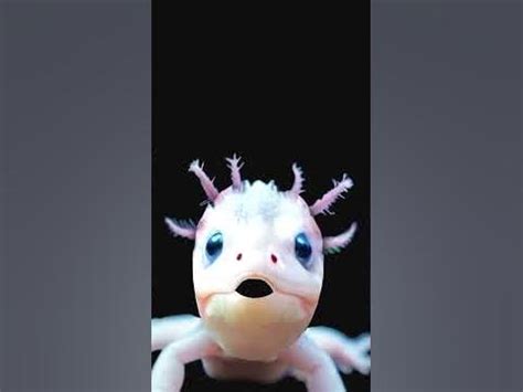 Image result for Larray Song