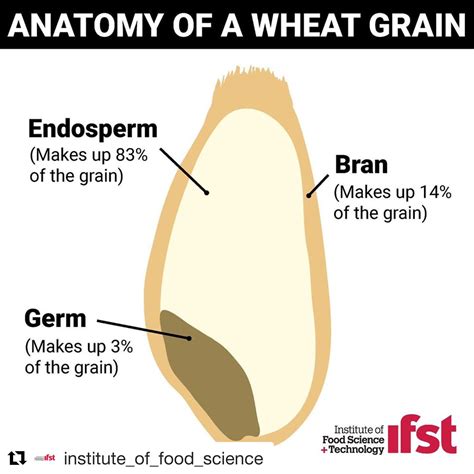 Wheat Grain Diagram