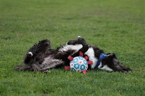 Image result for Travis Toy Tutorials