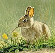 Image result for Bunny Rabbit Tail Canvas Painting Wall Art