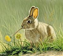 Image result for Rabbit Paintings Old