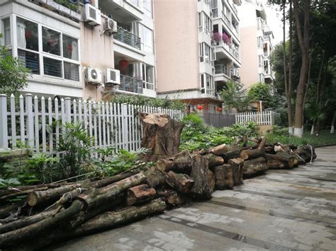 鲁中：小区私自开挖道路 生长十几年的树木被砍伐-中国园林网