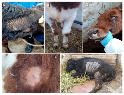 Investigation of the Pathogenesis of Lumpy Skin Disease Virus in ...