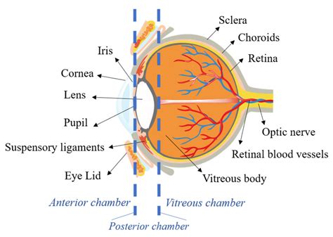 Suspensory Ligament Cow Eye