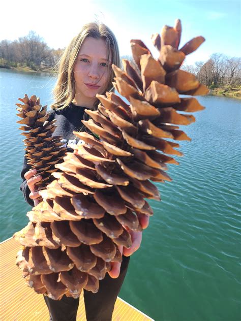 Sugar Pine Cones - Biggest Pine Cones, Great for Seasonal Decoration or ...