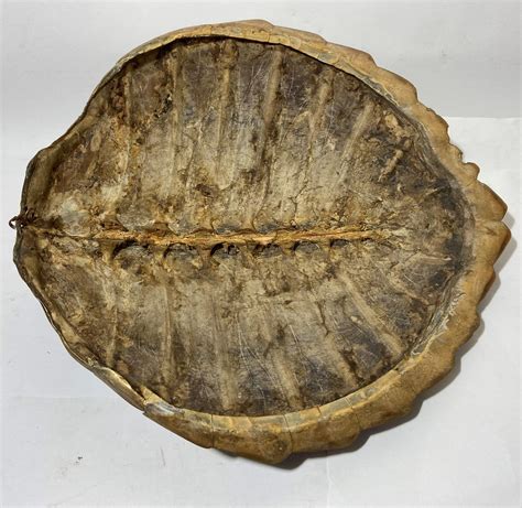 Image result for Sea Turtle Shell