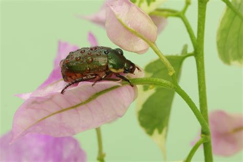Green June Beetle