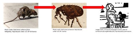 Image result for What Is a Raspberry Computer