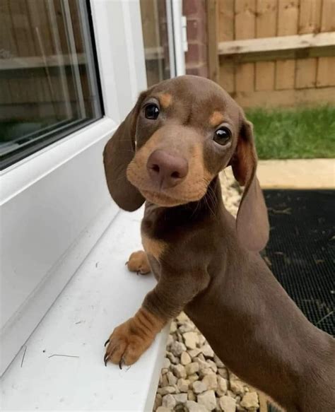 Could someone please open this door for me! : r/Dachshund