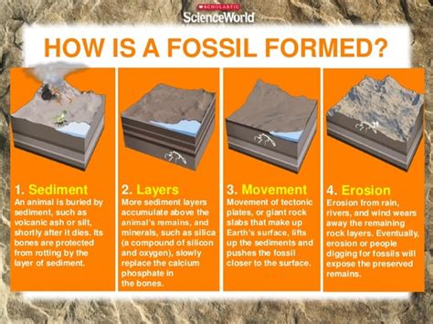 Image result for Fossil Formation Process