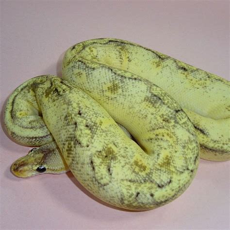 Image result for Champagne Ball Python