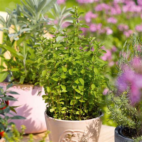 Italian Oregano | Plant Addicts