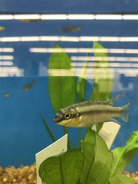 What's this? A petco fish. (Petco in Manchester NH has very decent ...
