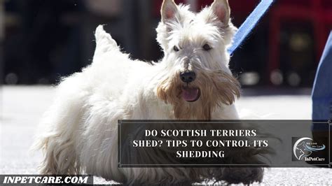 Do Scottish Terriers Shed? Tips To Control Its Shedding