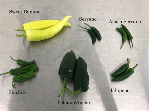 Pepper Primer — Blackberry Bog Farm