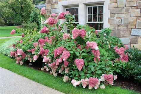The Season of the Panicle Hydrangea — Newport Tree Conservancy