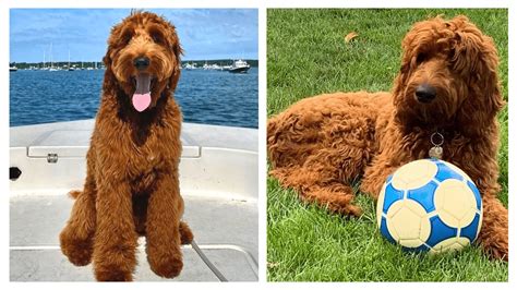 IRISH DOODLE: dog breed personality and all you need to KNOW