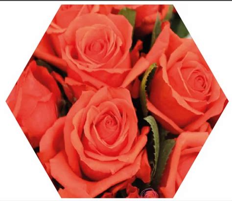 Image result for Flower Class Corvette Compass Rose