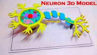 Image result for Neuron Model Project