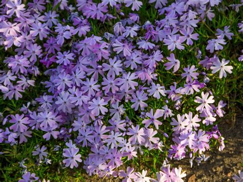 About Creeping Phlox - How To Plant And Care For Creeping Phlox Plants