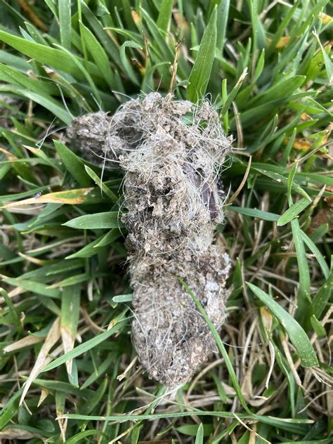 Is it coyote poop? : r/AnimalTracking