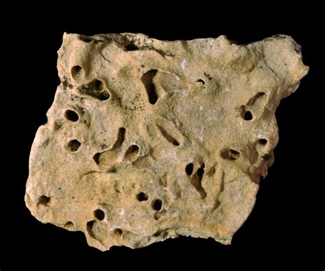 Trace Fossils Burrows