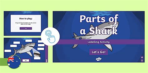 Parts of a Shark Labelling Activity
