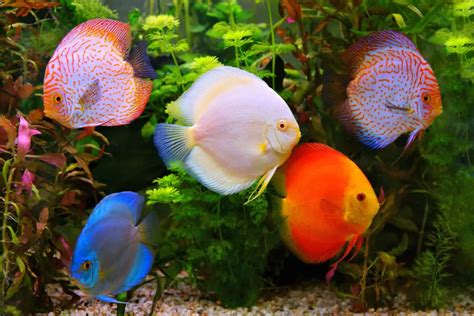 Image result for Discus Fish Water Conditions