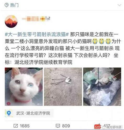 10年为2000多只流浪猫做绝育｜一位女性救助者的自述_腾讯新闻