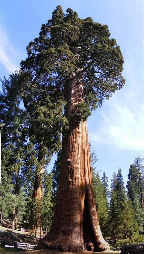 Where Are Giant Sequoia Trees