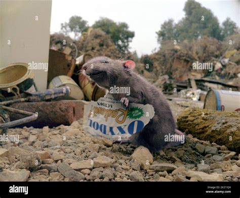 Charlottes web templeton 2006 hi-res stock photography and images - Alamy