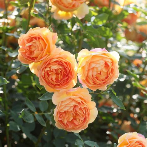 Rose - Sun Shine - Hybrid Flower Plant – M-Tech Gardens