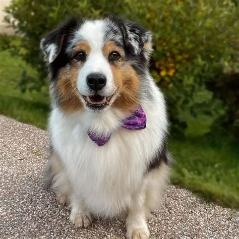 Husky Lab Australian Shepherd Mix at Daniel Parish blog