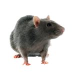 Madhuram Pest Control | Coimbatore, Tiruppur, Salem