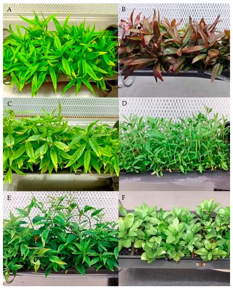 GreenTray®, a TIS Bioreactor for Plant Micropropagation and Abiotic or ...
