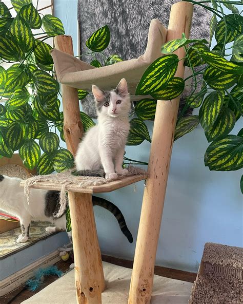 Thammy Palma Jara | Ser parte del desfile de @chilefashionweek.cl ha sido una experiencia ...