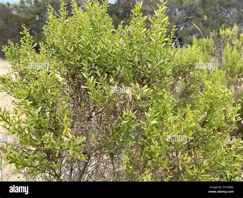 coyote brush (Baccharis pilularis Stock Photo - Alamy