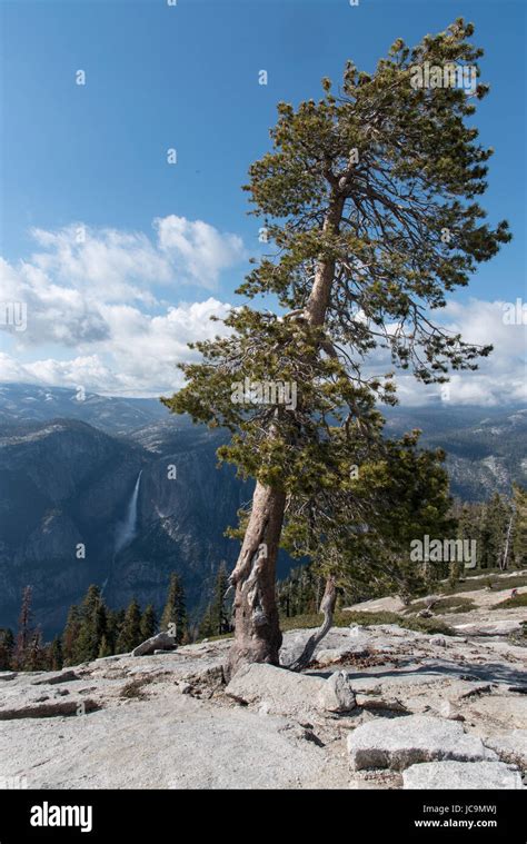 Image result for Sentinel Dome Tree
