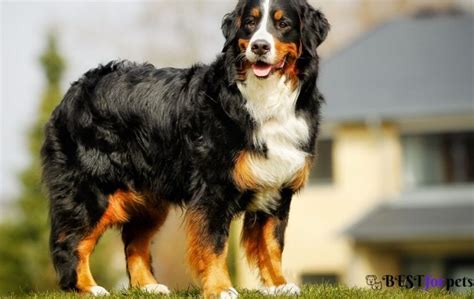12 Best Family Dog Breeds In The World 2023 - Bestforpets