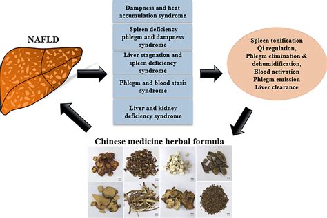 Frontiers | Chinese Medicinal Herbs Targeting the Gut–Liver Axis and Adipose Tissue–Liver Axis ...