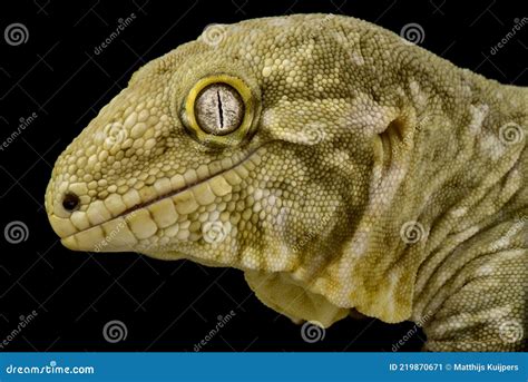 New Caledonian Giant Gecko Rhacodactylus Leachianus Stock Image - Image ...