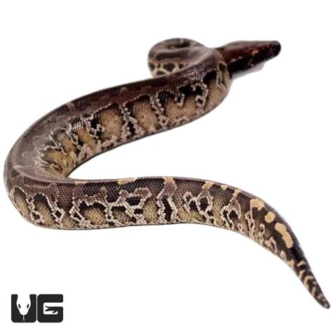 Short Tail Python Complex 的图像结果