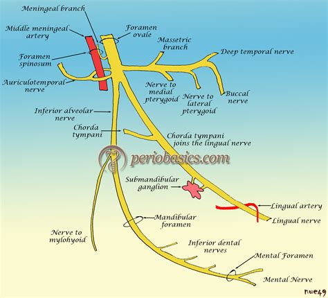 Branches Of Mandibular Nerve